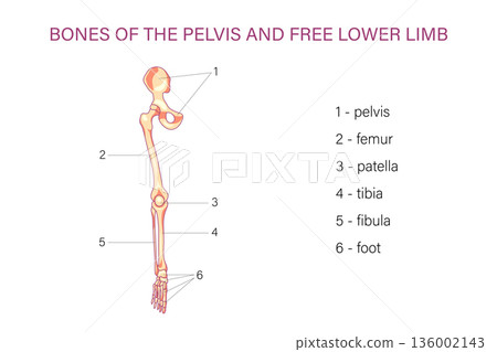 Labeled pelvis and lower limb bones diagram with femur patella tibia fibula and foot skeletal anatomy medical illustration Labeled pelvis and lower limb bones diagram with femur patella tibia fibula and foot skeletal anatomy medical illustration 136002143