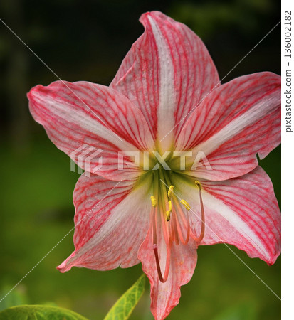 vibrant pink mexican lily flower close up reveals soft petals, a green center, and golden pollen on the stamens. Perfect for nature, botanical, and macro detail in stock collections vibrant pink mexican lily flower close up reveals soft petals, a green center, and golden pollen on the stamens. Perfect for nature, botanical, and macro detail in stock collections 136002182