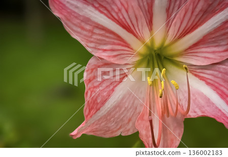 vibrant pink mexican lily flower close up reveals soft petals, a green center, and golden pollen on the stamens. Perfect for nature, botanical, and macro detail in stock collections vibrant pink mexican lily flower close up reveals soft petals, a green center, and golden pollen on the stamens. Perfect for nature, botanical, and macro detail in stock collections 136002183