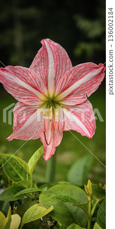 vibrant pink mexican lily flower close up reveals soft petals, a green center, and golden pollen on the stamens. Perfect for nature, botanical, and macro detail in stock collections 136002184