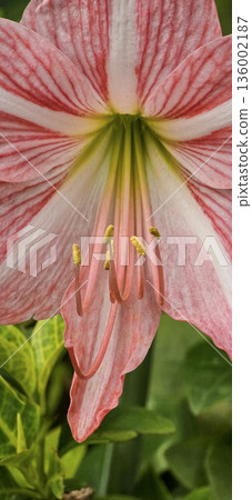 vibrant pink mexican lily flower close up reveals soft petals, a green center, and golden pollen on the stamens. Perfect for nature, botanical, and macro detail in stock collections vibrant pink mexican lily flower close up reveals soft petals, a green center, and golden pollen on the stamens. Perfect for nature, botanical, and macro detail in stock collections 136002187