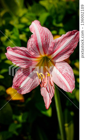 vibrant pink mexican lily flower close up reveals soft petals, a green center, and golden pollen on the stamens. Perfect for nature, botanical, and macro detail in stock collections vibrant pink mexican lily flower close up reveals soft petals, a green center, and golden pollen on the stamens. Perfect for nature, botanical, and macro detail in stock collections 136002189