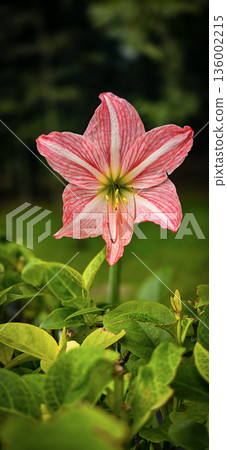 vibrant pink mexican lily flower close up reveals soft petals, a green center, and golden pollen on the stamens. Perfect for nature, botanical, and macro detail in stock collections vibrant pink mexican lily flower close up reveals soft petals, a green center, and golden pollen on the stamens. Perfect for nature, botanical, and macro detail in stock collections 136002215