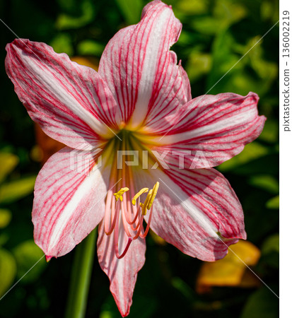 vibrant pink mexican lily flower close up reveals soft petals, a green center, and golden pollen on the stamens. Perfect for nature, botanical, and macro detail in stock collections 136002219