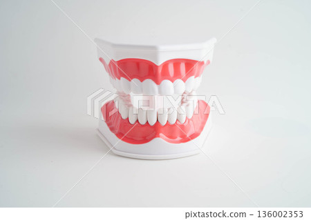 Dental teeth model on white background for learn about dentistry. 136002353