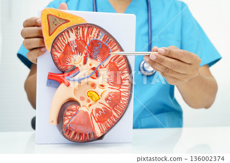 Chronic kidney disease, doctor with model for treatment urinary system, urology, Estimated glomerular filtration rate eGFR. Chronic kidney disease, doctor with model for treatment urinary system, urology, Estimated glomerular filtration rate eGFR. 136002374