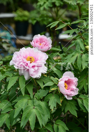 Peony "Sharaku" Paeonia suffruticosa 'Syaraku' Peony "Sharaku" Paeonia suffruticosa 'Syaraku' 136002451