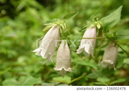 螢火蟲斑點白花 136002476