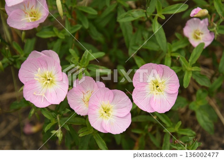 山Zakikimi之花 136002477