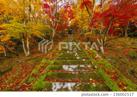 Autumn leaves of Goryo maple 136002517