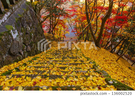 高麗楓的秋葉 136002520