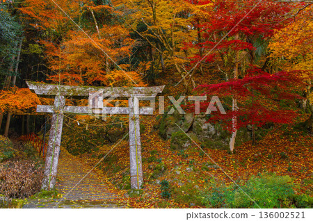 高麗楓的秋葉 136002521