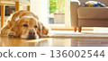 Golden Retriever watches the door in cozy home setting with natural light 136002544