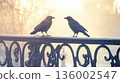 Crows engaged in conversation on a misty morning in an urban setting 136002547