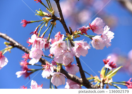 Kawazu cherry tree 136002579