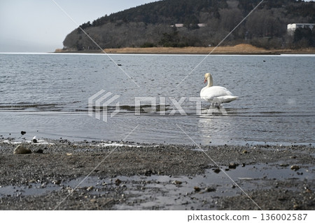 Swan Lake Swan Lake 136002587