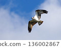 Osprey 136002867