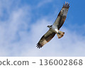 Osprey 136002868