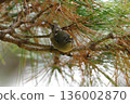Aikita Daki 136002870