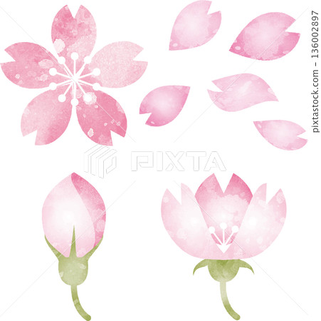 Hand-drawn watercolor illustration set of cherry blossoms. Vector images of blooming flowers, buds, and falling petals. 136002897