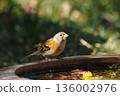 A finch at the watering hole 136002976
