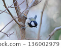 Great tit 136002979