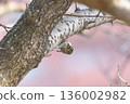 Aikita Daki 136002982