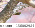 Aikita Daki 136002984