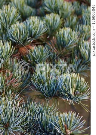 Pine leaves with water droplets 136003043