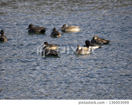 A flock of wild birds swimming in the river 136003099