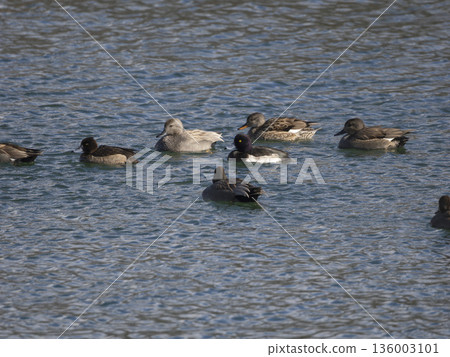 A flock of wild birds swimming in the river 136003101