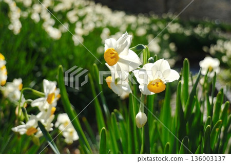 佐久馬水壩的水仙花 136003137