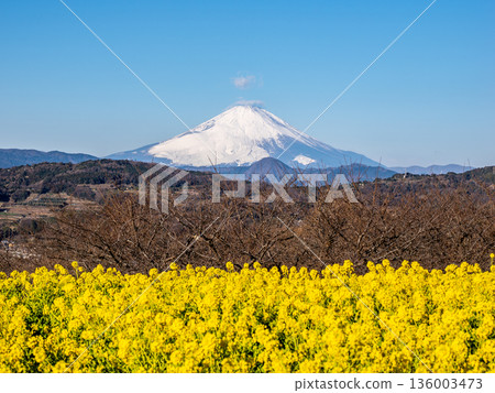 Azumayama Park's rapeseed flower fields and Mount Fuji Azumayama Park's rapeseed flower fields and Mount Fuji 136003473
