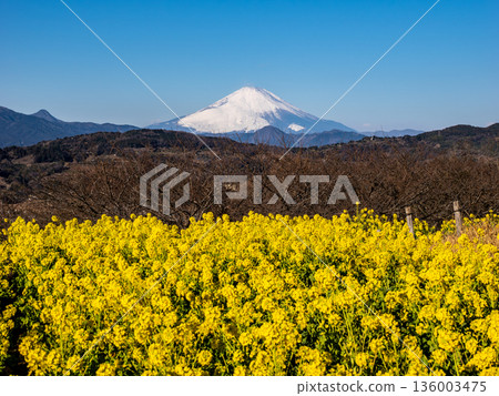 東山公園的油菜花田和富士山 東山公園的油菜花田和富士山 136003475