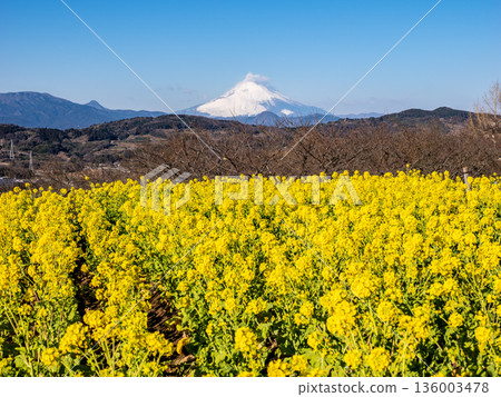 Azumayama Park's rapeseed flower fields and Mount Fuji 136003478