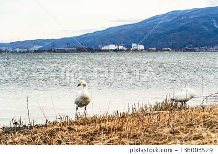諏訪湖岸邊的天鵝遷徙地 諏訪湖岸邊的天鵝遷徙地 136003529