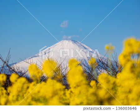 Mount Fuji seen through rape blossoms - Bright spring background material 136003646