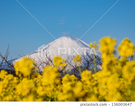 Mount Fuji seen through rape blossoms - Bright spring background material 136003647