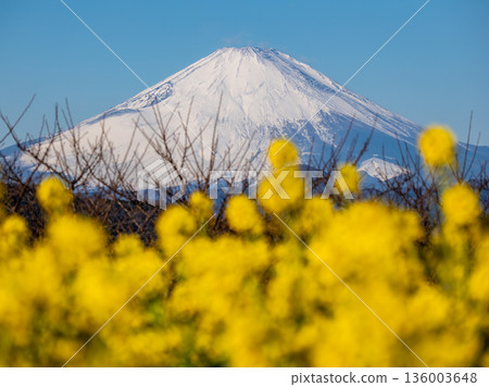 透過油菜花眺望富士山－明媚的春日背景素材 136003648