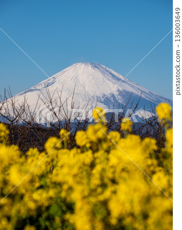 Mount Fuji seen through rape blossoms - Bright spring background material 136003649