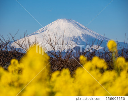 Mount Fuji seen through rape blossoms - Bright spring background material 136003650