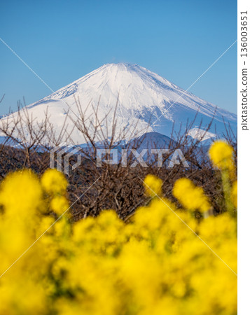 Mount Fuji seen through rape blossoms - Bright spring background material 136003651