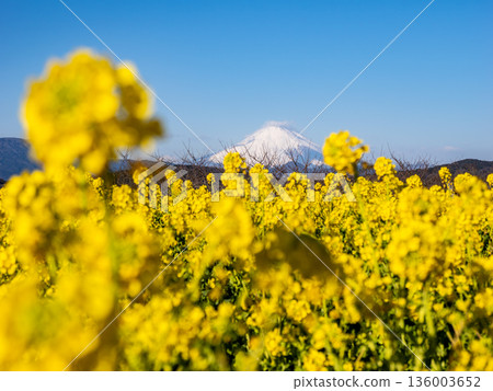 Mount Fuji seen through rape blossoms - Bright spring background material 136003652