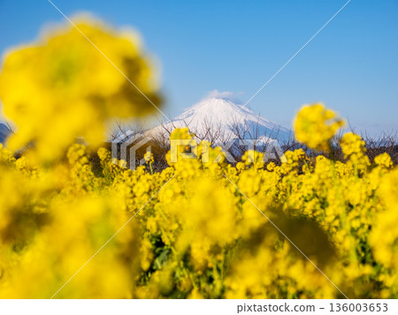 Mount Fuji seen through rape blossoms - Bright spring background material 136003653
