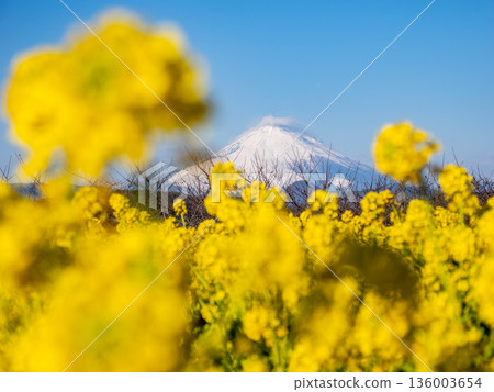 Mount Fuji seen through rape blossoms - Bright spring background material 136003654