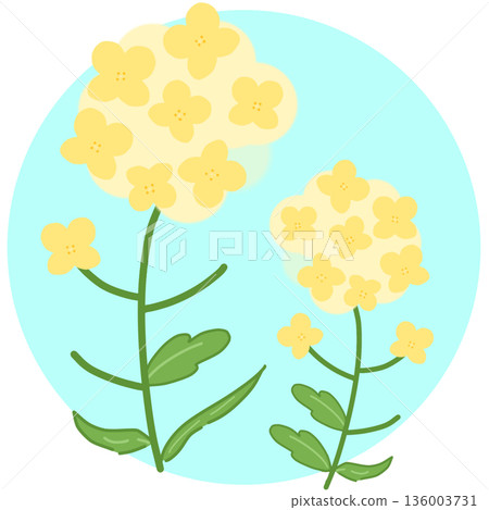 可愛的油菜花插畫圖示(淺藍色背景) 可愛的油菜花插畫圖示(淺藍色背景) 136003731
