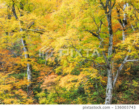 Yellow leaf beech forest Yellow leaf beech forest 136003743
