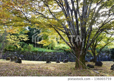 Kanagawa Prefecture, Odawara Children's Forest Park Wanpaku Land Walking Path and Yellow Leaves Kanagawa Prefecture, Odawara Children's Forest Park Wanpaku Land Walking Path and Yellow Leaves 136003759