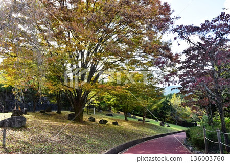 神奈川縣小田原兒童森林公園:萬白樂園步道與黃葉 神奈川縣小田原兒童森林公園:萬白樂園步道與黃葉 136003760