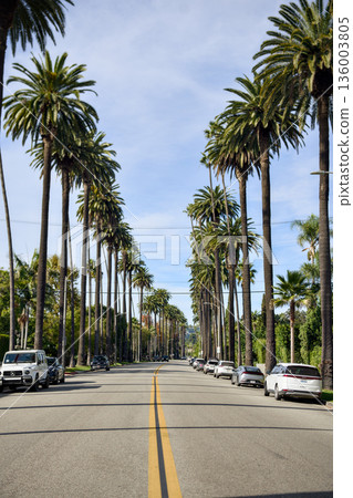 Palm tree lined boulevard with parked cars and clear blue sky 136003805